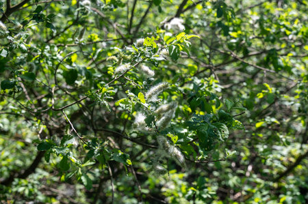 Branches on a green tree with white flowersの写真素材