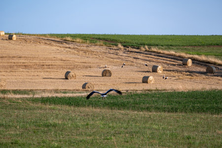White storks ( Ciconia ciconia ) between hay bales in a harvested field with blue skyの写真素材
