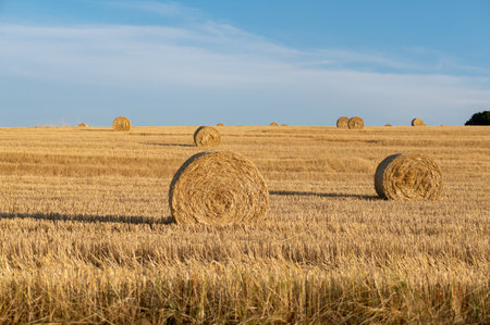 Straw bales on harvested field with  many hay bales  in horizon  and blue skyの写真素材