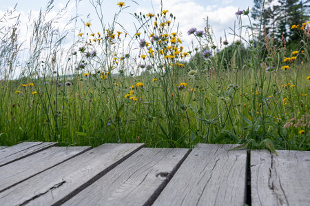 Wooden planks with green meadow and yellow flowerの写真素材