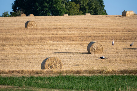 White storks ( Ciconia ciconia ) between hay bales in a harvested field with blue skyの写真素材