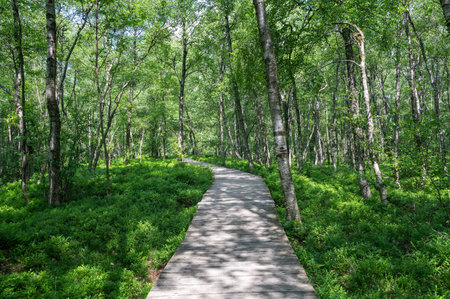 Wooden path in  the Carpathian birch forest   ( Betula carpatica )   in the red moor in the high RhÃ¶n, Hesse, Germanyの写真素材