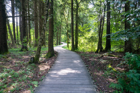 Black moor in the Rhoen, Bavaria, Germany,  with a new moor path