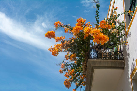 Flowers on the balcony in the romantic fishing village of Puerto de MogÃ¡n on the Canary Island of Gran Canaria in Spainの写真素材