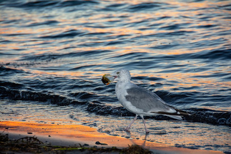 Seagull on the sand beach with a  crab  in its beak