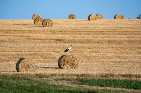 A white stork ( Ciconia ciconia ) stands on a hay bale in a harvested field with a blue skyの写真素材