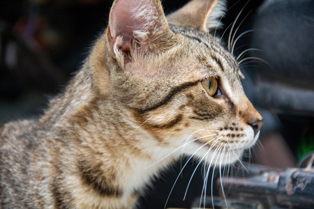 Head of a wild striped street cat on the Canary Island of Gran Canaria in Spain