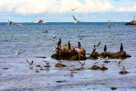 Cormorants ( Phalacrocoracidae ) sit on large stones and many seagulls fly around, in the background...