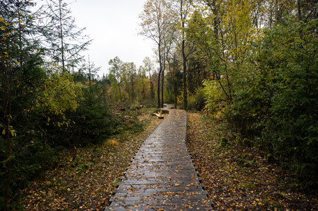 Wooden footbridge in the Schwarzes Moor in the Rhoen, Bavaria, Germany, in autumn after rain. Stumps...