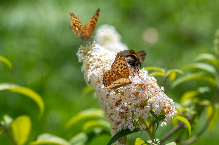 Butterfly Emperor Mantle (Argynnis paphia) on white buddleia in green nature