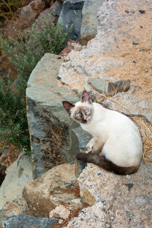 A white street cat with a dark face and blue eyes sits on stones on the Canary Island of Gran Canaria in Spainの写真素材