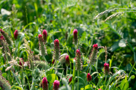 Pink crimson clover in a green field on a summer dayの写真素材
