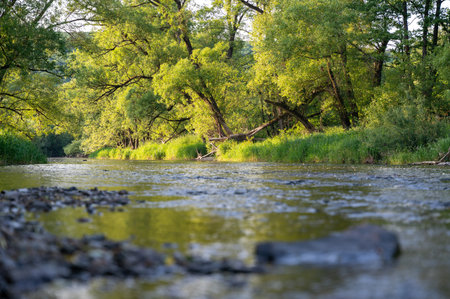The Eder - A river in Germany in a green landscape with a blurred foreground