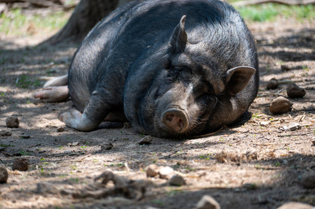 A large wild boar ( Sus scrofa ) lies on the ground and enjoys the warm sunの写真素材