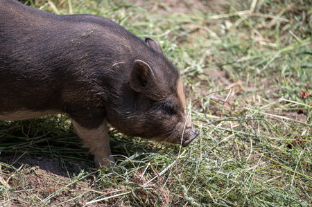 A Wild boar ( Sus scrofa )の写真素材