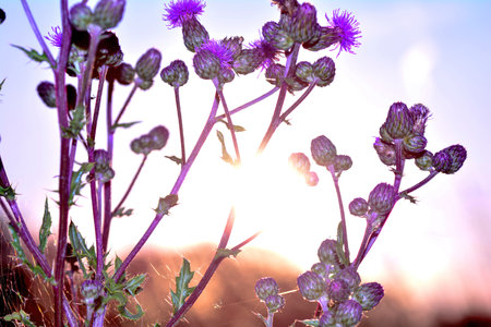 Thistles ( Cirsium ) with bright sun