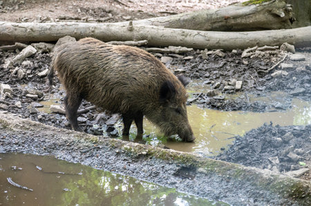 Young wild boars  ( Sus scrofa ) drinking water from a large puddleの写真素材