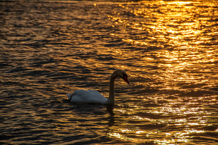 A white swan swims in golden glowing water in a sea at sunsetの写真素材