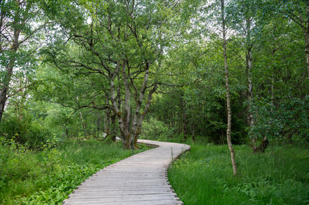 Black moor in the Rhoen, Bavaria, Germany, with tree and  a new moor path