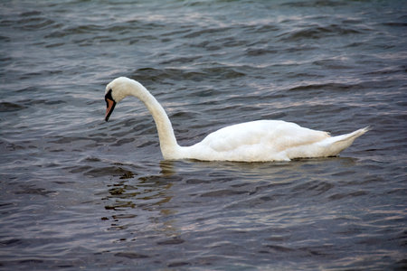 A white swan swims in the blue waterの写真素材