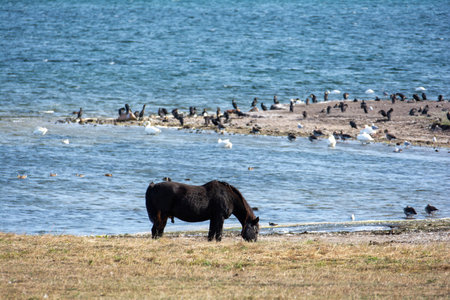 A horse in the pasture on the shore of a lake with many swans in the waterの写真素材