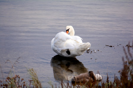 A white swan preens itself, with chicks, in the water of a lake, with grasses in the foregroundの写真素材