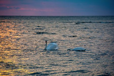 White swans swim in the water in a sea during a  sunsetの写真素材