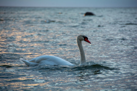 A white swan swims in blue water in a seaの写真素材