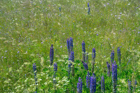 Green meadows with purple lupins in the high Rhoen, Bavaria, Germany
