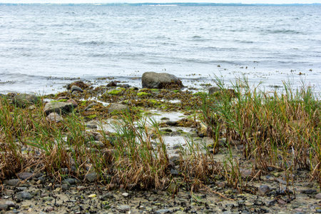 Big stones lie in the water on the Baltic Sea coast, with waves and grass