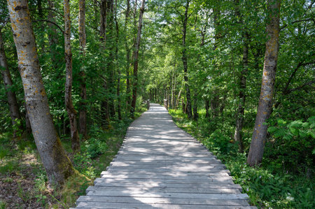 Black moor with trees  in the Rhoen, Bavaria, Germany,  with a new moor path