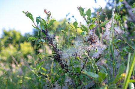 Web of spider moths ( Yponomeutidae ) on a treeの写真素材
