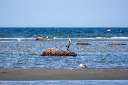 A gray heron (Ardea cinerea) stands in the sea on a large rock, on the island of Poel, Germanyの写真素材