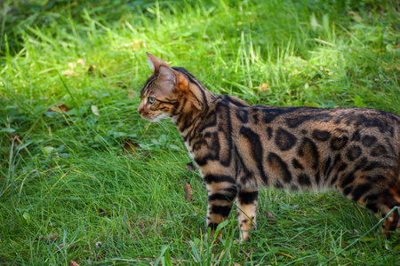 A Bengal cat in nature on a green meadow