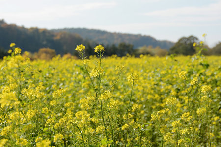 Yellow flowers of a mustard plant (Sinapis) in the field in nature, blooming time in autumn, with skyの写真素材