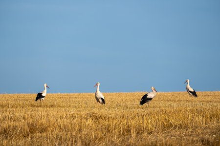 White storks ( Ciconia ciconia )  in a harvested field with blue sky