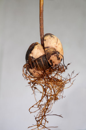 Avocado (Persea americana) core with roots against white background