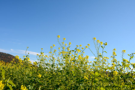 Yellow flowers of a mustard plant (Sinapis) in the field in nature, blooming time in autumn