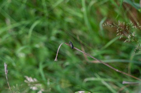 A dark beetle sits on a stalk in green nature