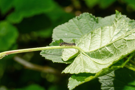 A caterpillar on a green leaf in the nature