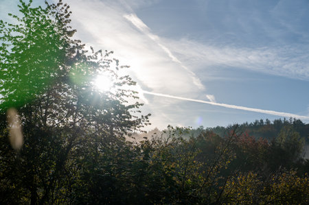 Different trees in a forest with morning fog and sunの写真素材