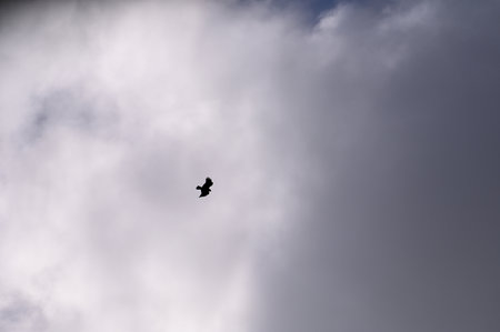 Silhouette of a bird flying in the cloudy gray sky