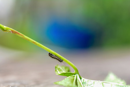 A caterpillar on a plant stem in green natureの写真素材