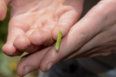 Green caterpillar on children's hands in nature