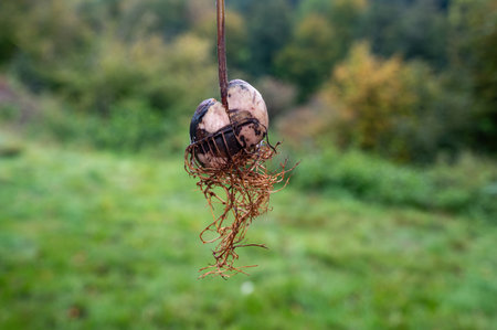 Avocado (Persea americana) core with roots against a green background