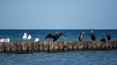 Cormorants  ( Phalacrocoracidae ) and seagulls sit on wooden breakwaters in the sea, on the Baltic...