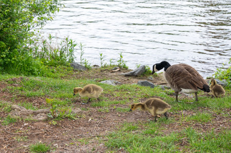 Family of Canada geese ( Branta canadensis ) with goslings in green grass by the water