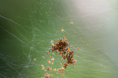 Many newly hatched spider babies in the web against a green backgroundの写真素材