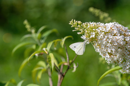 Cabbage white butterfly on lilac flowers in green nature