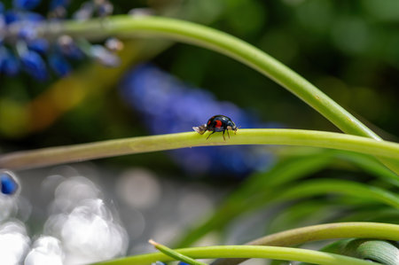 Black - red ladybug ( Coccinellidae )  with wing on a plant in green nature